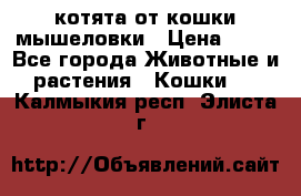 котята от кошки мышеловки › Цена ­ 10 - Все города Животные и растения » Кошки   . Калмыкия респ.,Элиста г.